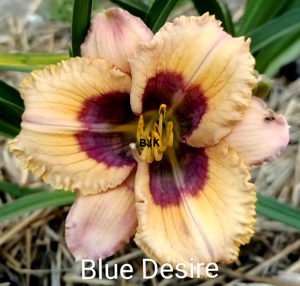 Blue desire