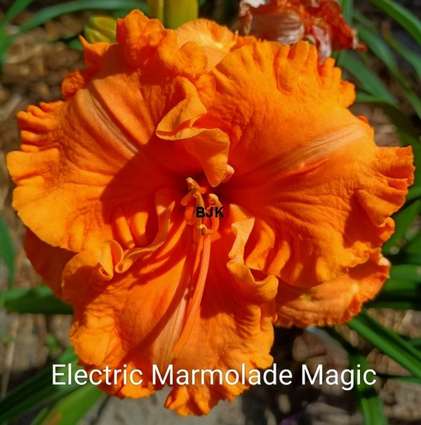 Electric Marmalade Magic