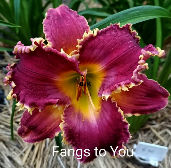 Fangs to You