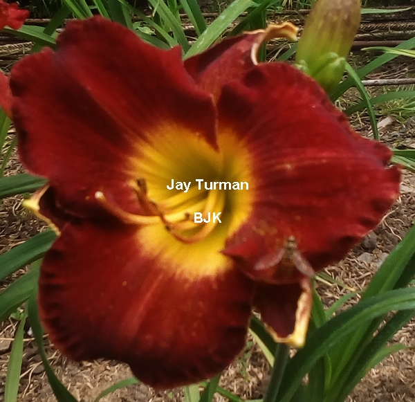 Jay Turman