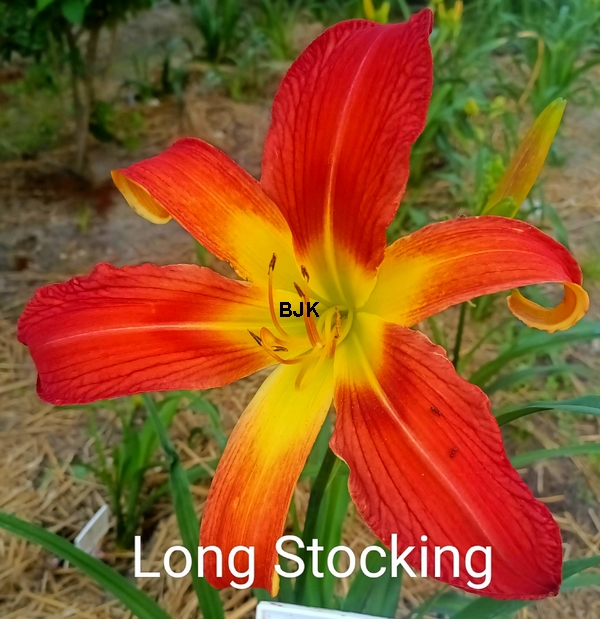 Long Stocking