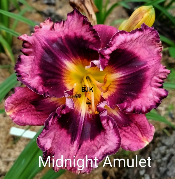 Midnight Amulet