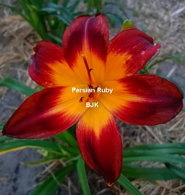Persian Ruby