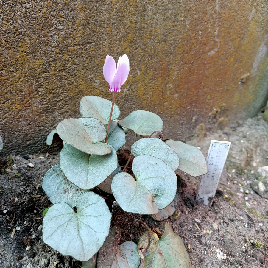 Cyclamen_hederifolium-Silver-Leaf-Pink